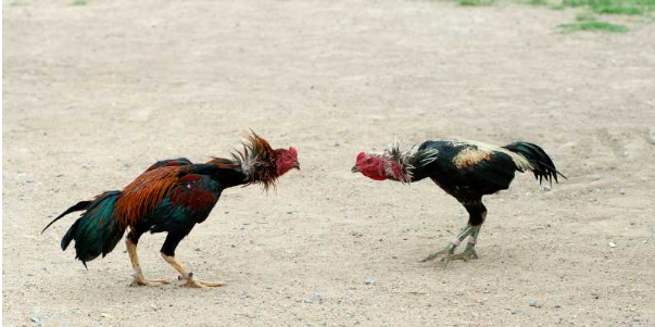 mon-the-thao-daga-truyen-thong-tai-viet-nam-co-gi-hap-dan